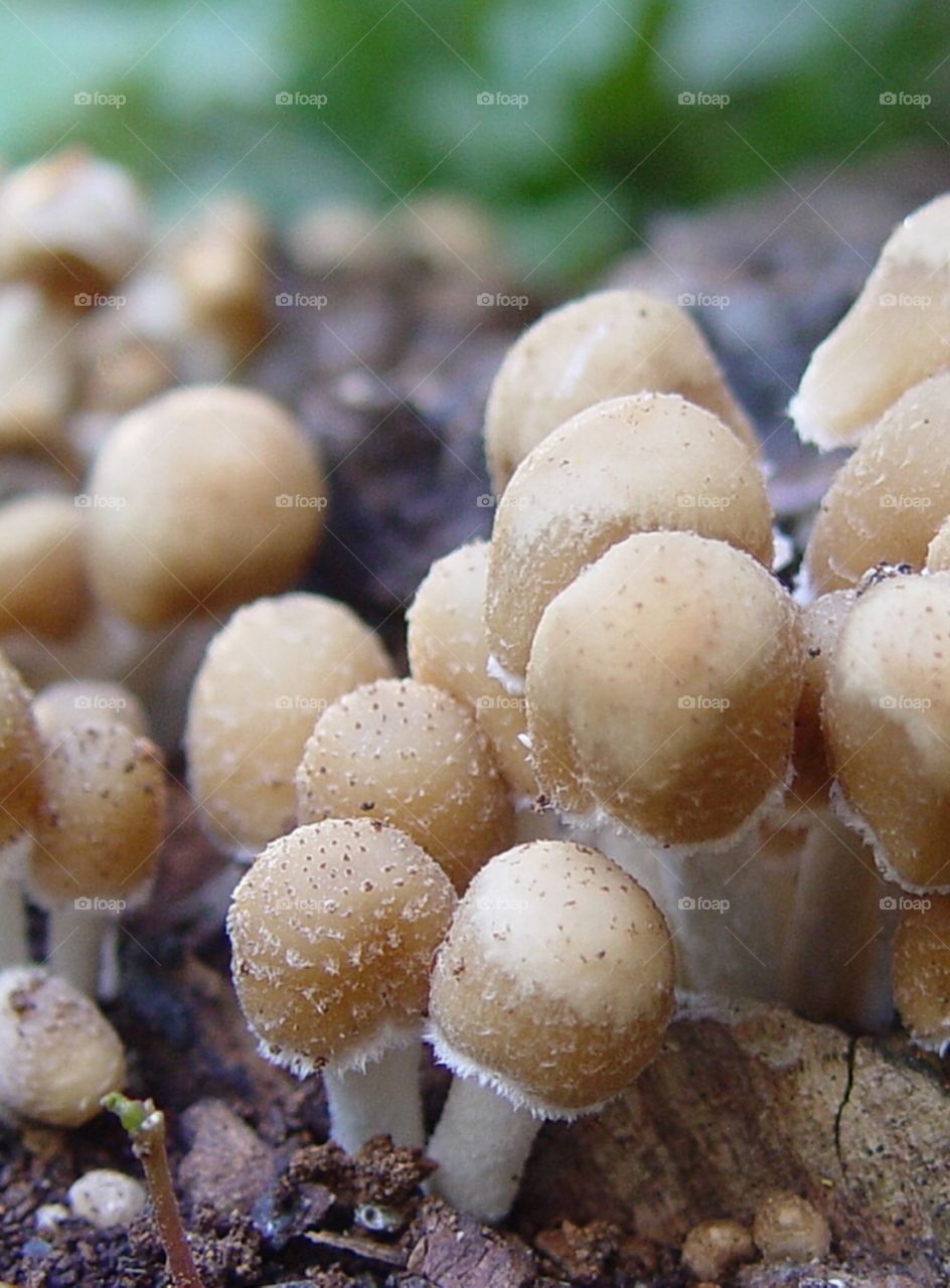 Mushrooms 