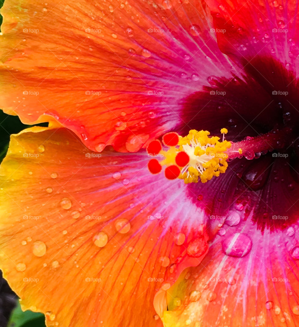 Hibiscus vibrant yellow, pink, and orange. 
