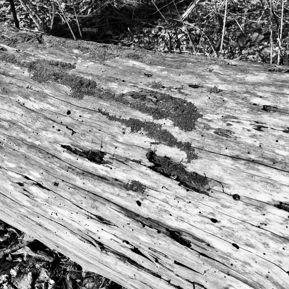 B&W tree trunk