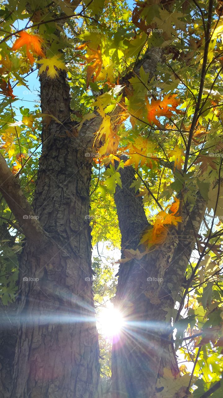 Autumn leaves glistening in the sunshine