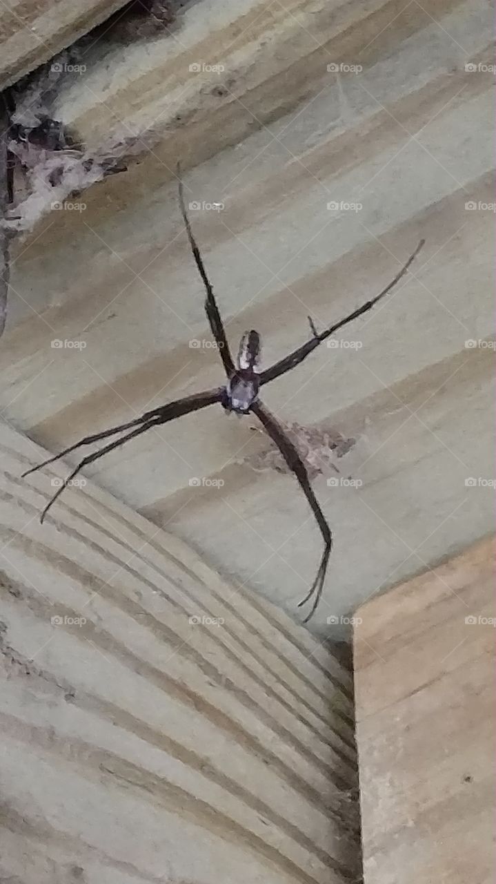 spider