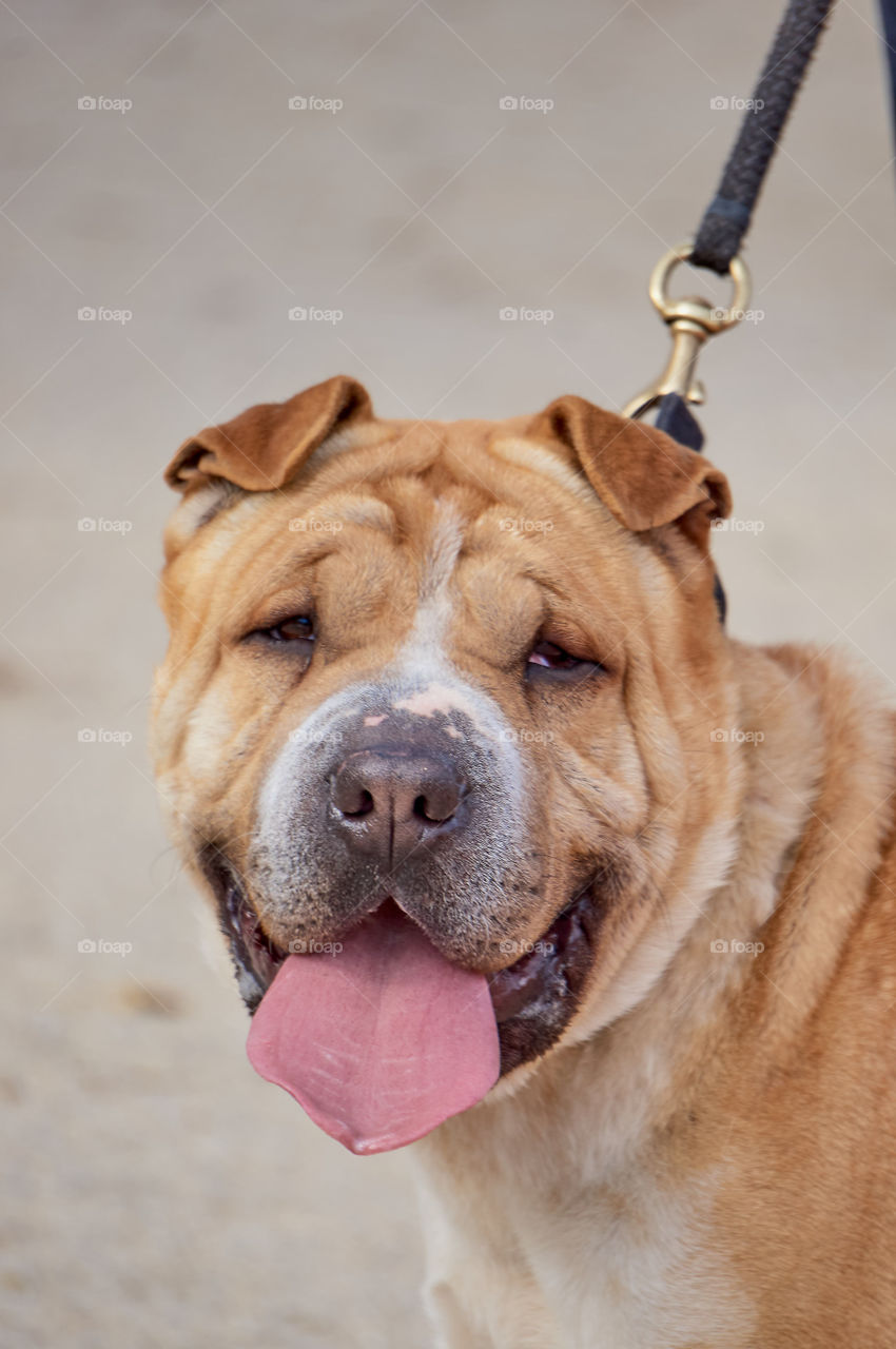 Close-up of dog with leash
