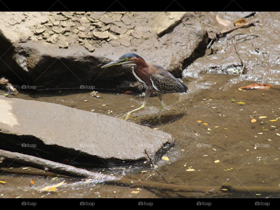 Little green Heron in st Vincent