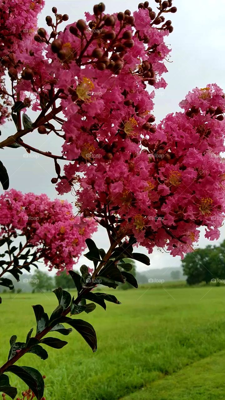 Bright Blossoms