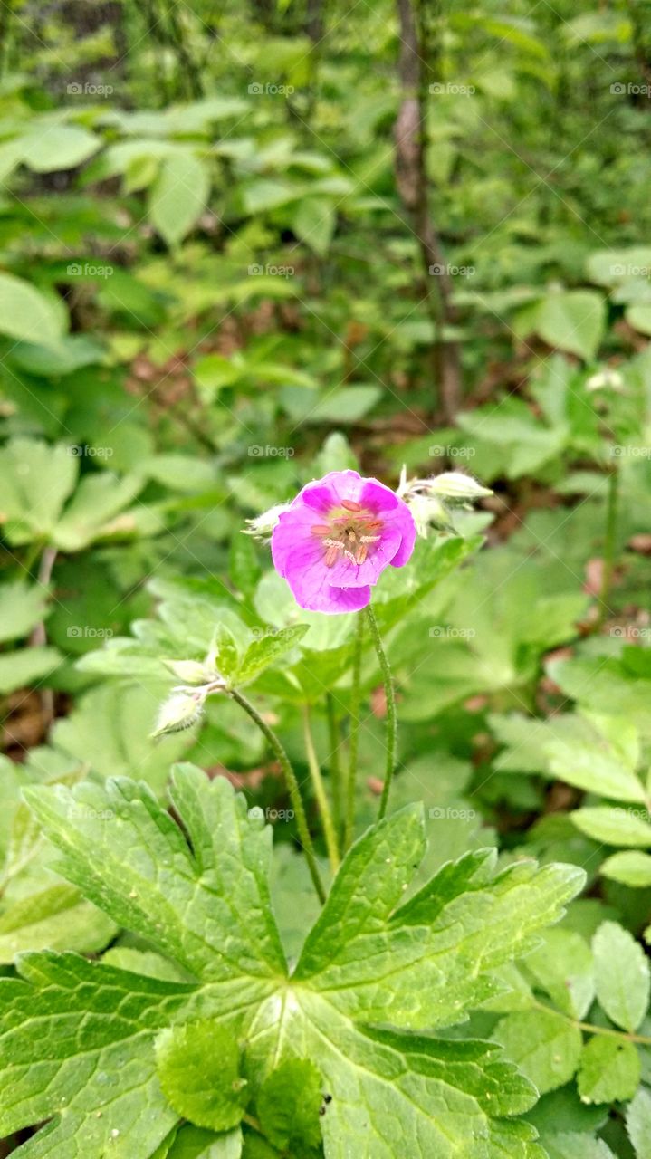 wild flower. Devils Lake trails