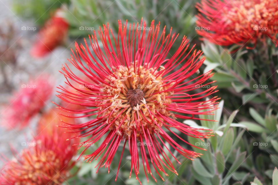 Colourful closeup of a flower