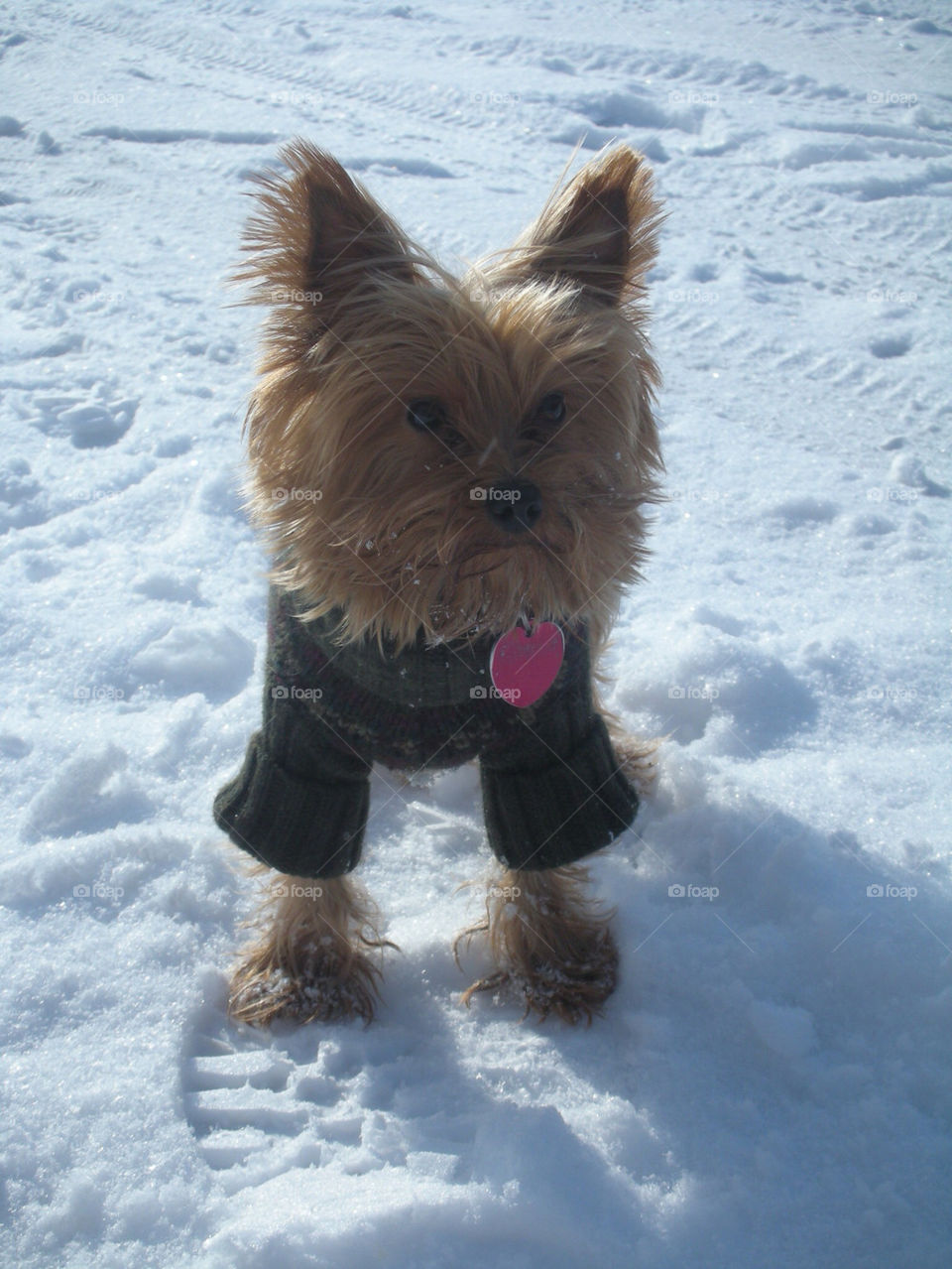 snow sun dog ice by silly_pics
