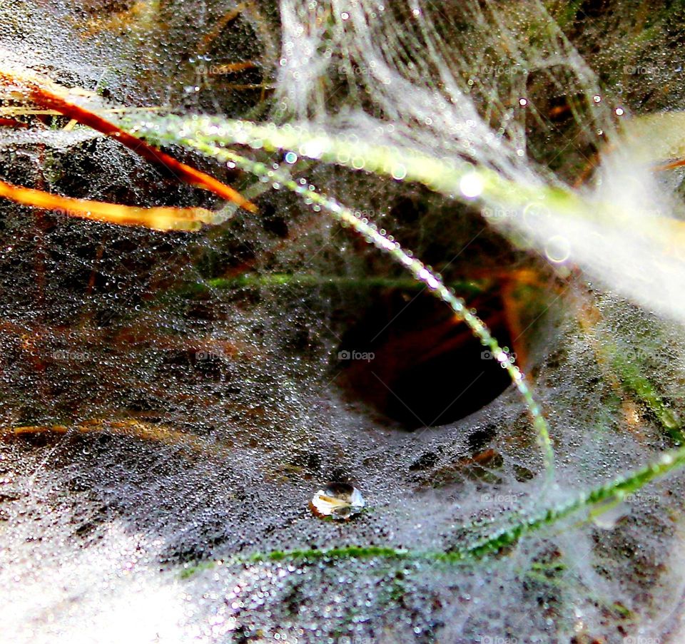 drops of water on spiderwebs
