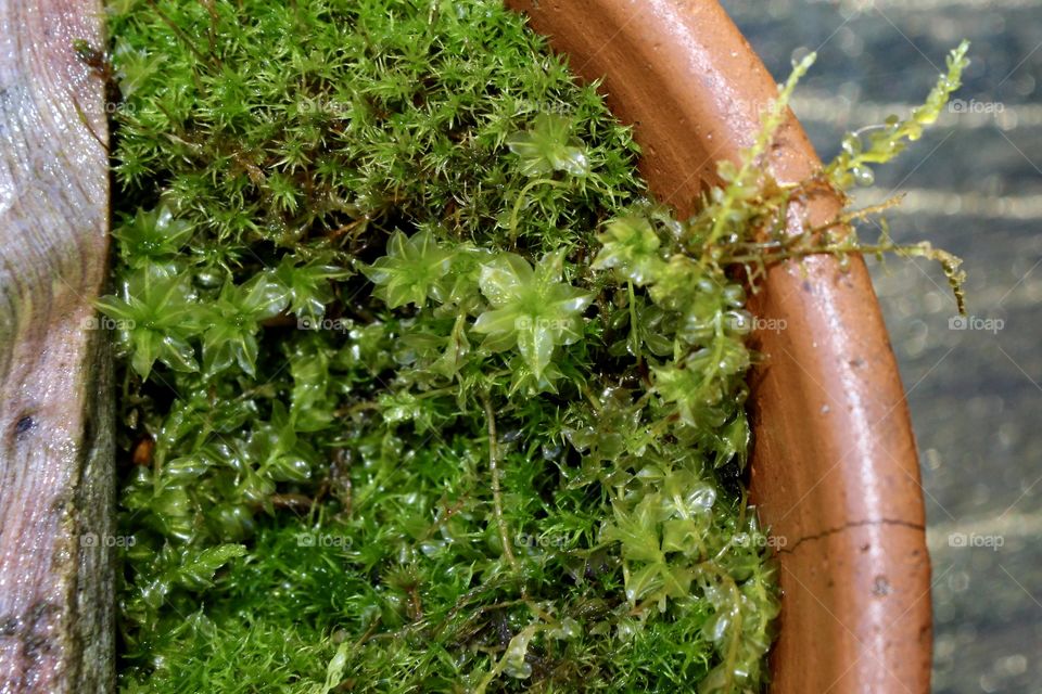 Unrecognized Beauty; Peat Moss over growing in an old Clay flower pot, Close-up