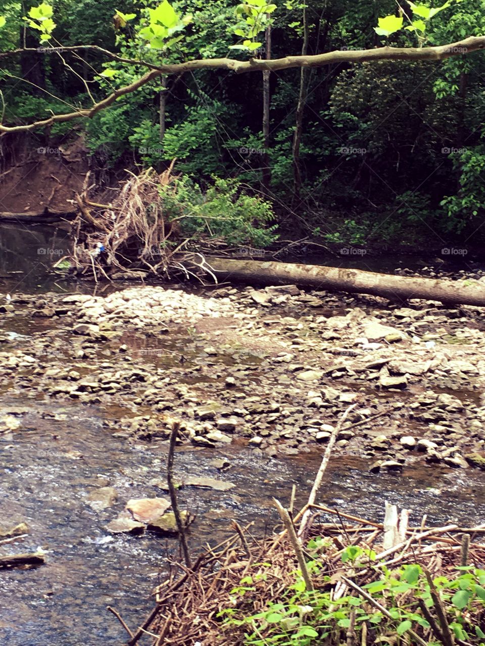 Low waters in the creek