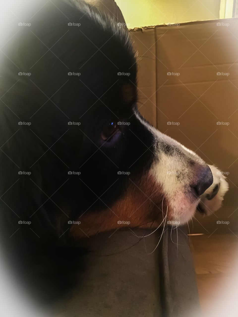 Injured Bernese mountain dog sulks on the couch