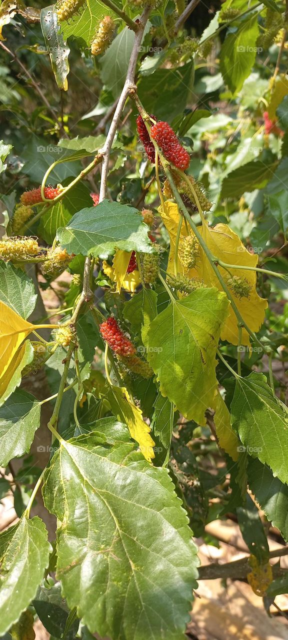 Strawberry is a type of berry that grows in many wild forests. These berries have a sweet taste