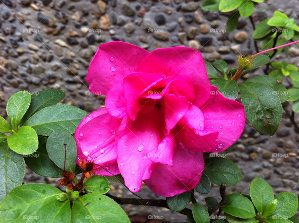 nice flower wet flower pink color by alejin05