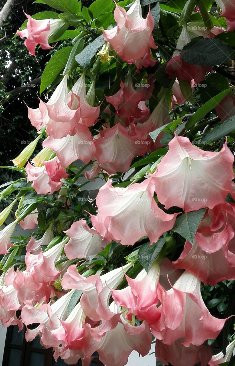 Hanging pink flowers