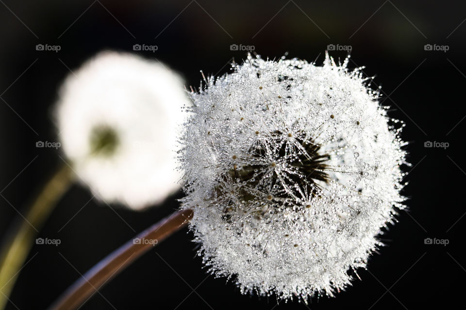 Dandelion head