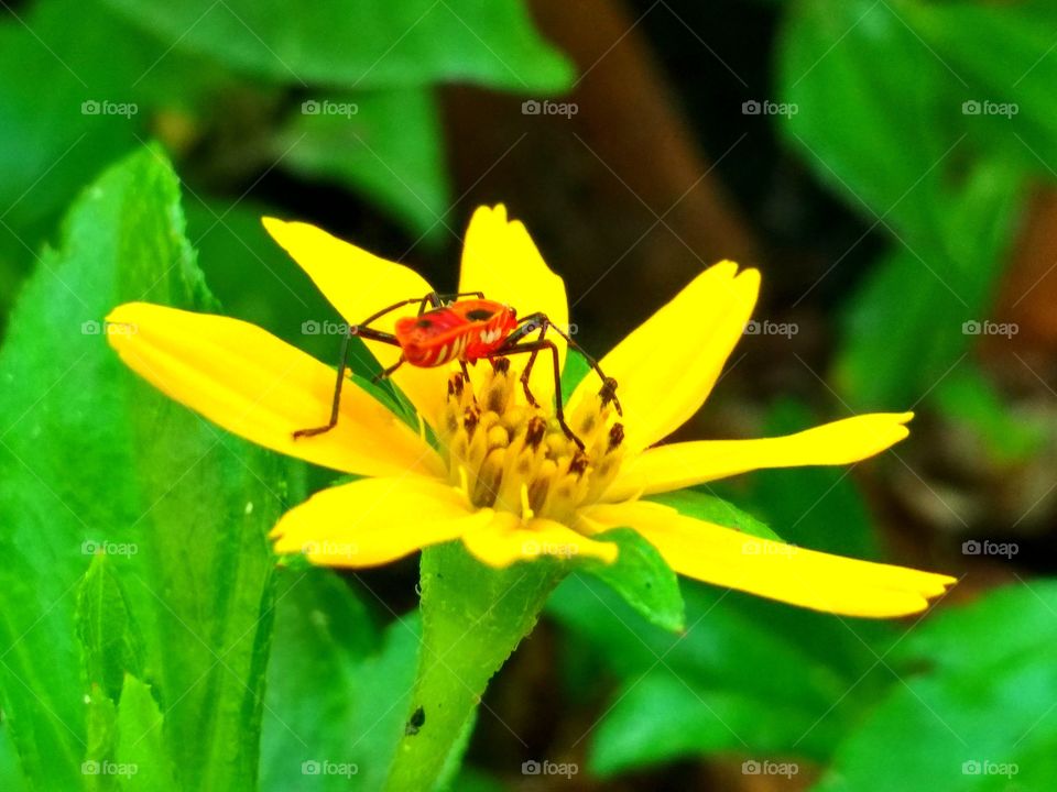 A bug and flower 3