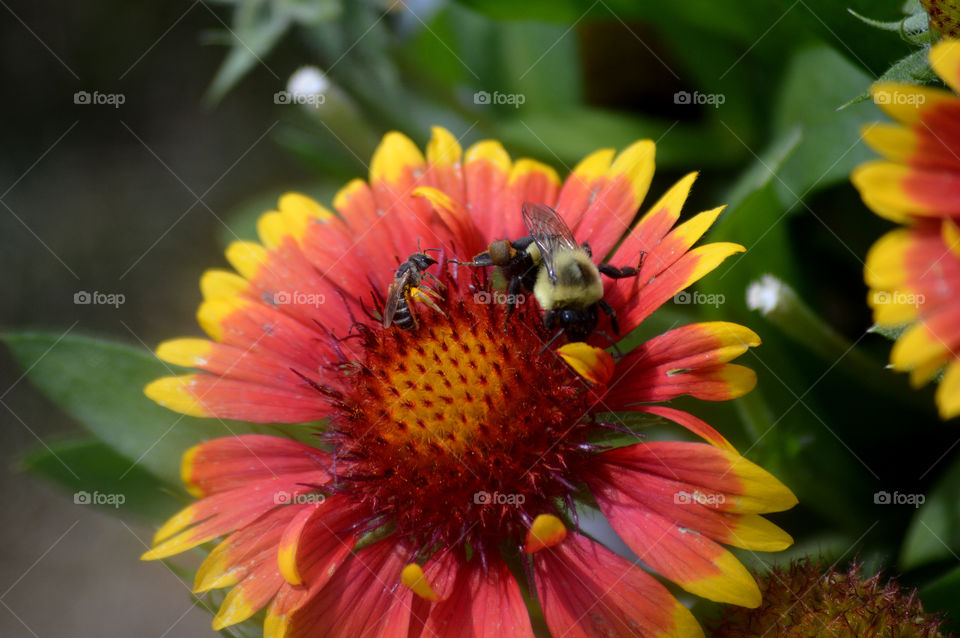 Bee on gallardia