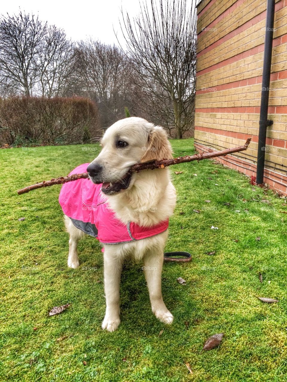Zoe with a big stick 
