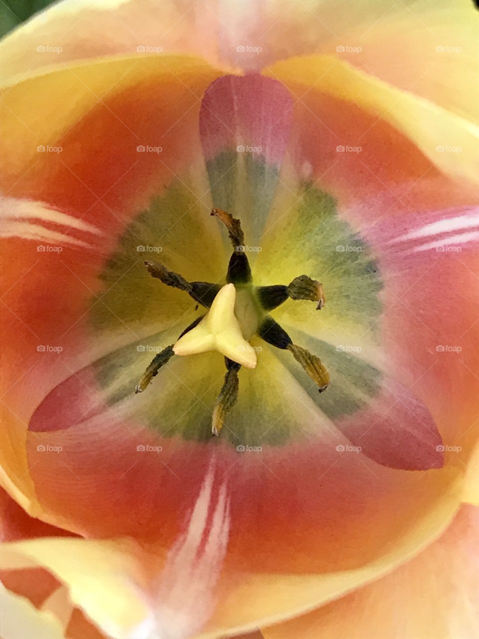 Tulip-view from above