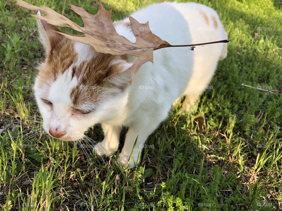 Leaf on head