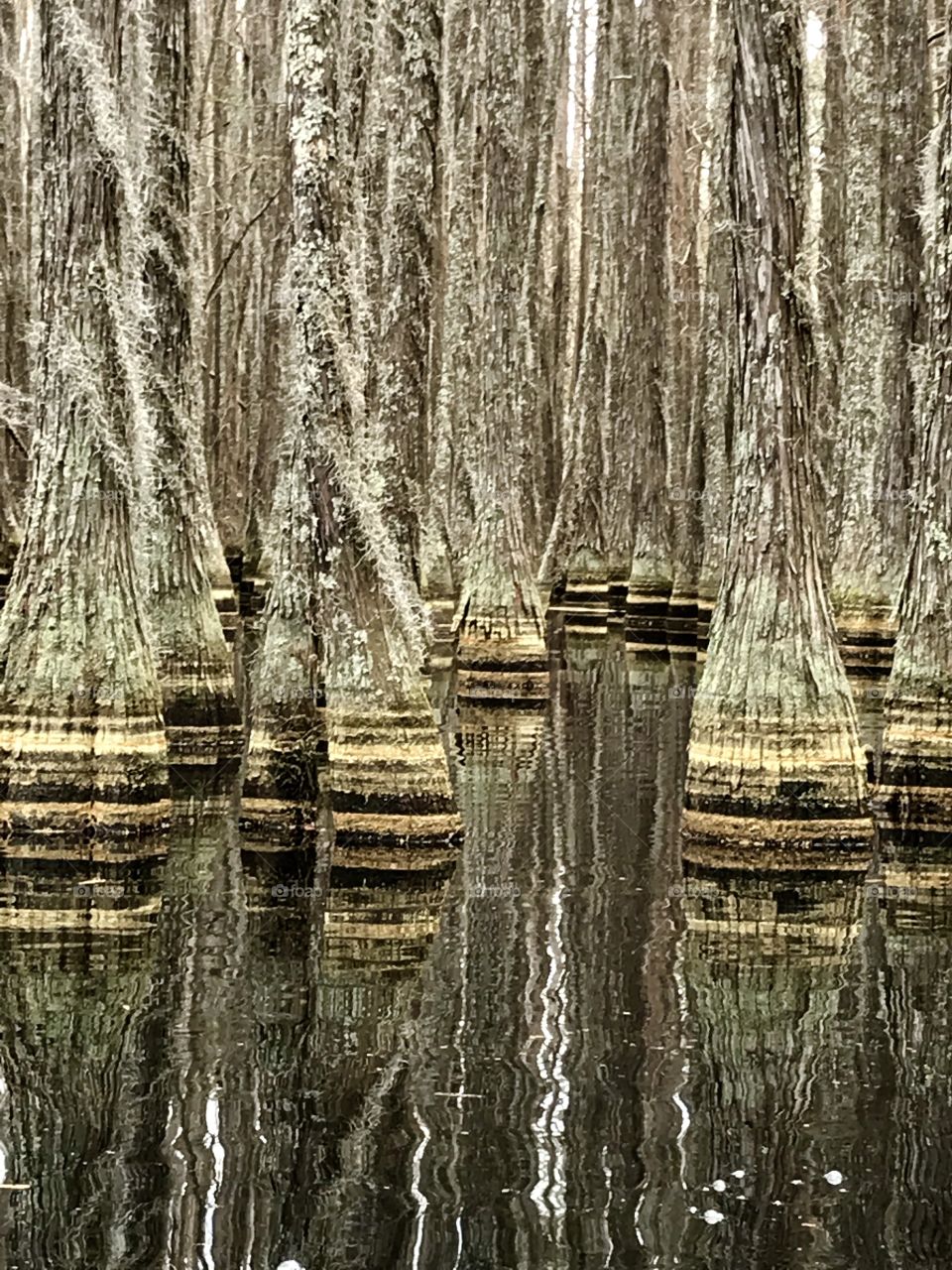 Cypress trees and their reflections seen while kayaking 