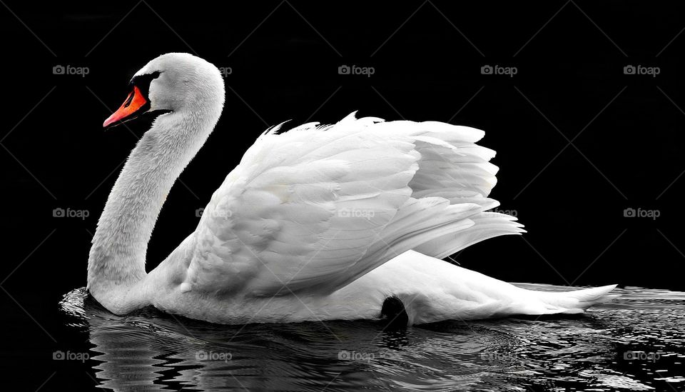 Swan wallpaper and background, suitable for the mobile phone and computer, download now.