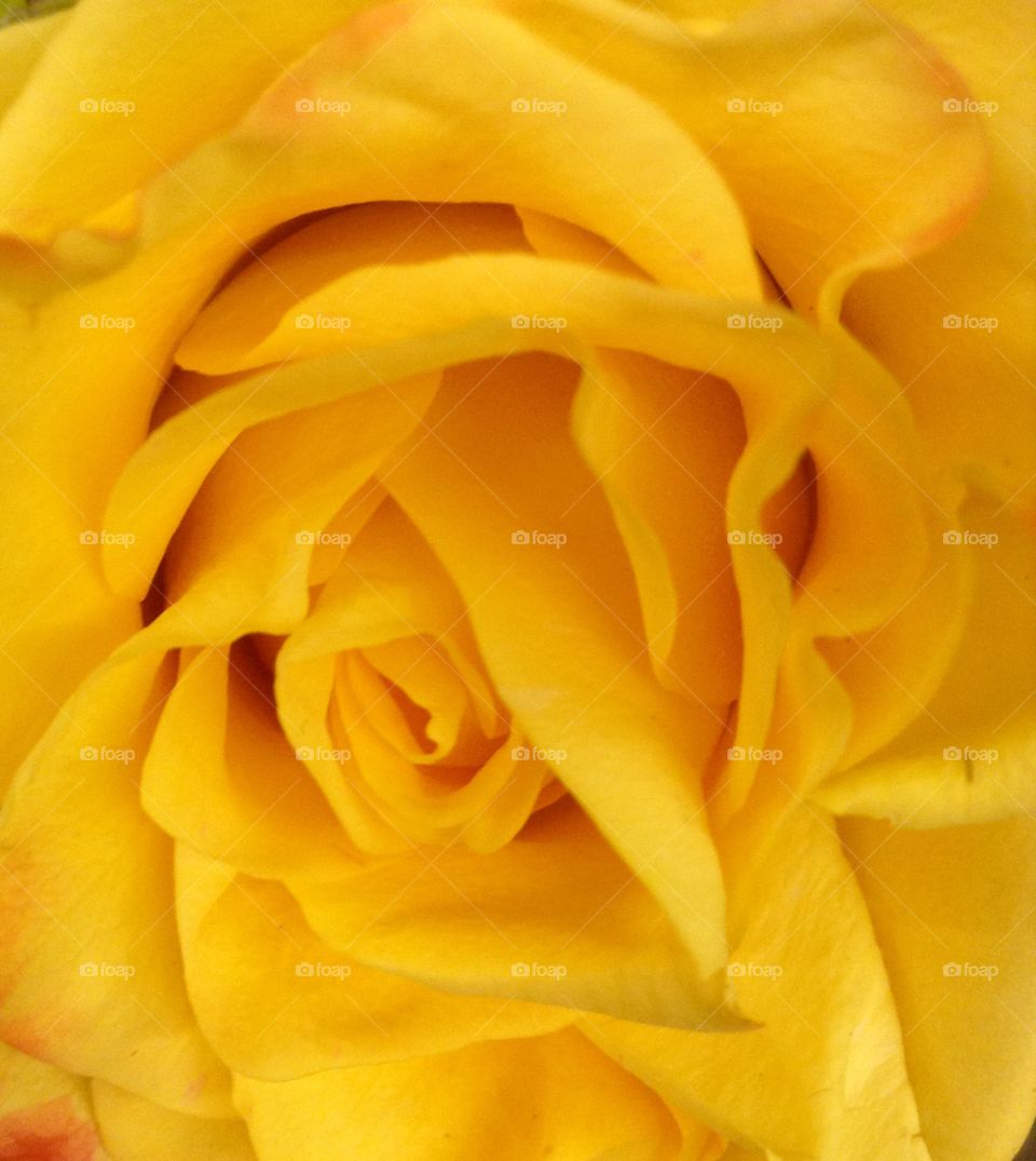 Yellow rose...