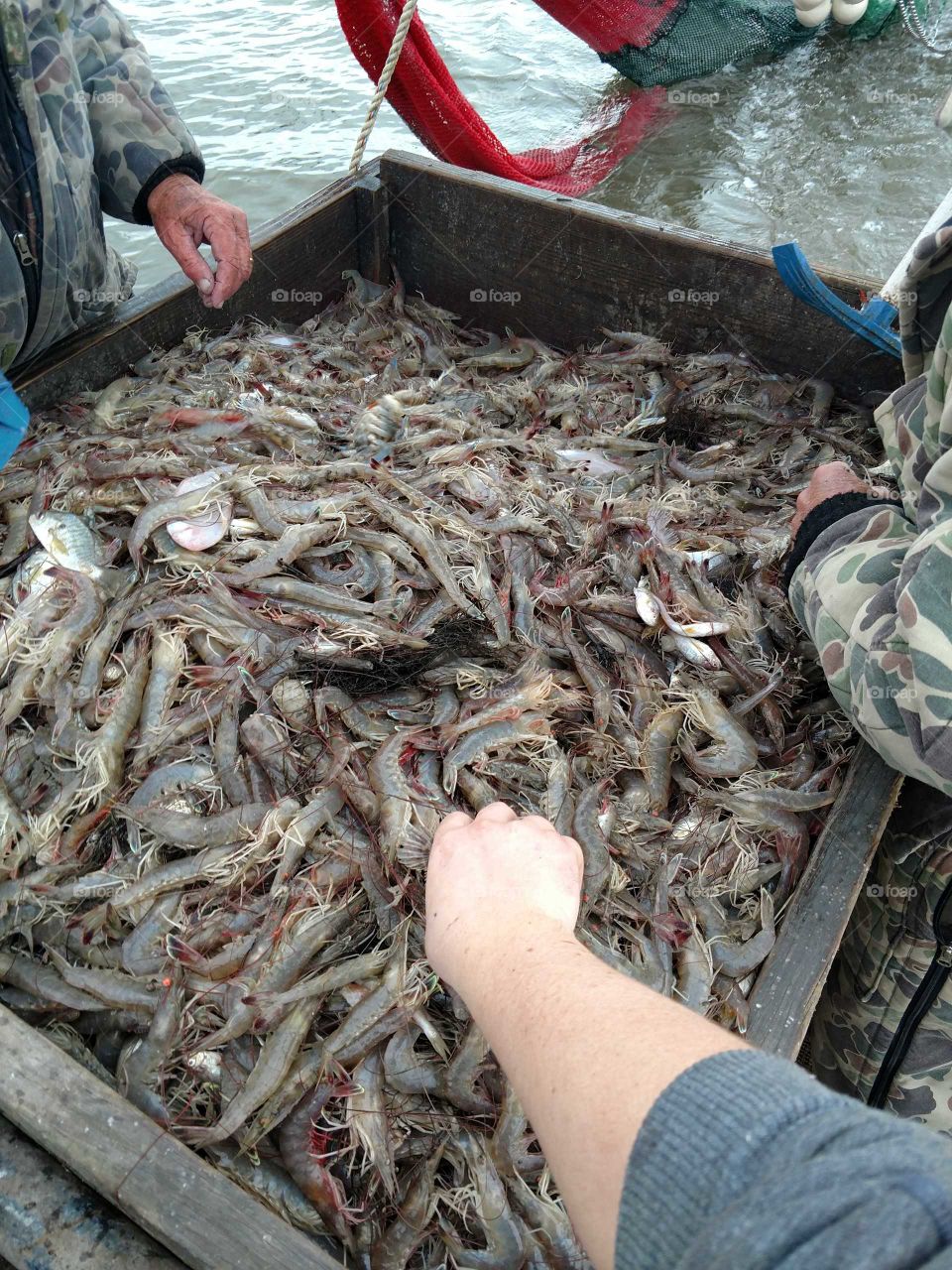 Shrimping

shrimping