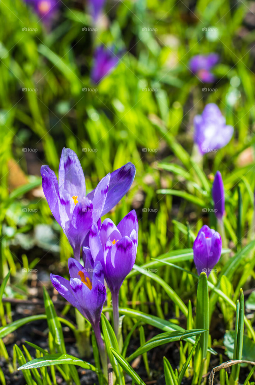 Spring flowers - crocuses