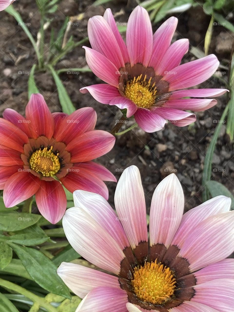 Flores coloridas com cores pink e cor de rosa com miolos amarelos rodeadas por pintas pretas.