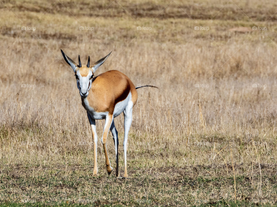 Springbok in long grass
