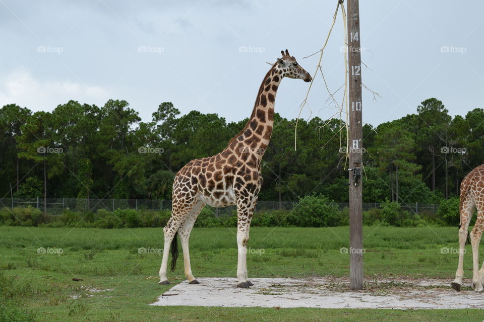 Lion Country Safari 07-29-16