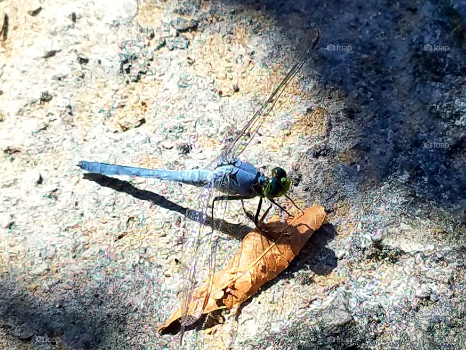 Dragonfly