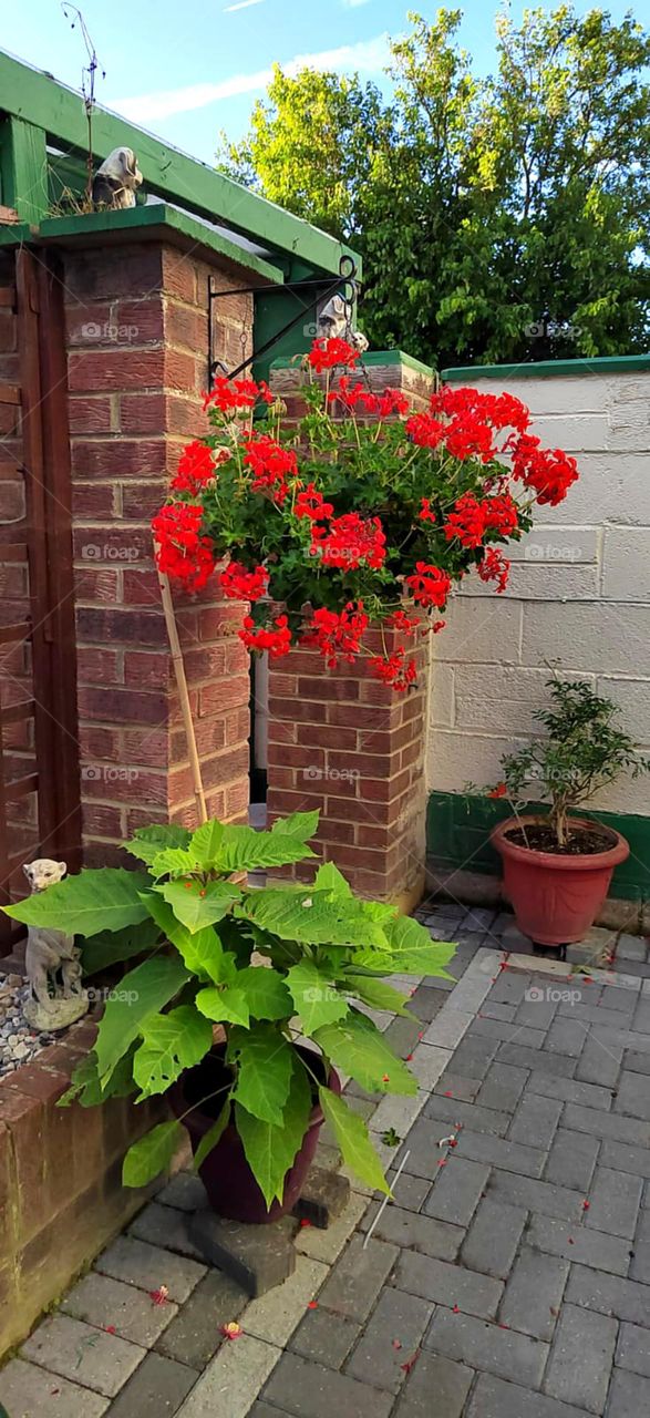 nice colour full flowers and beautiful green leaf out side house.also nice orange flower bunch