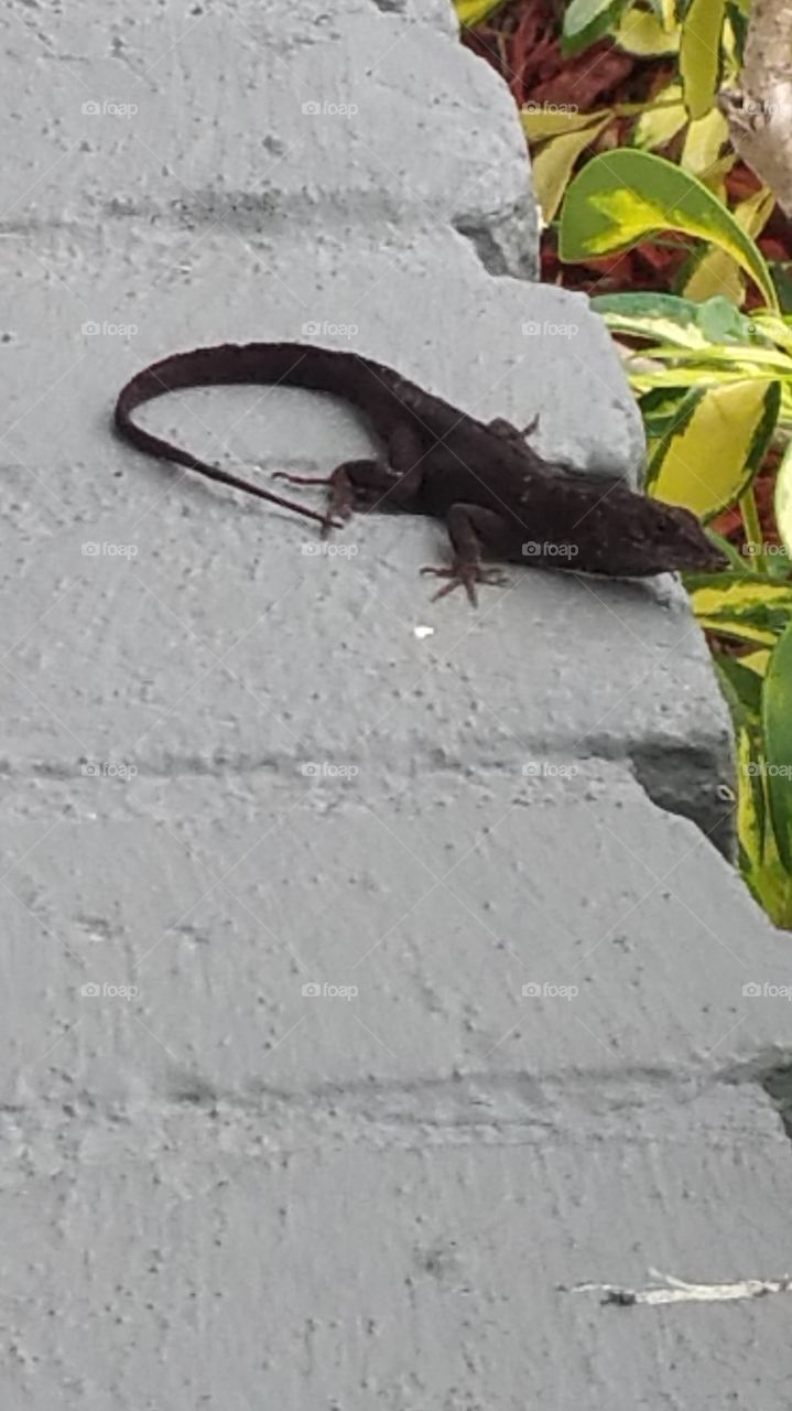 lizard. hanging out on ledge
