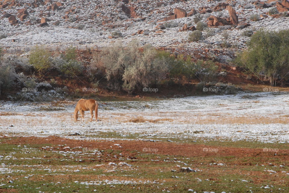 A light dusting of snow in the field with a horse grazing on grass during the start of winter!