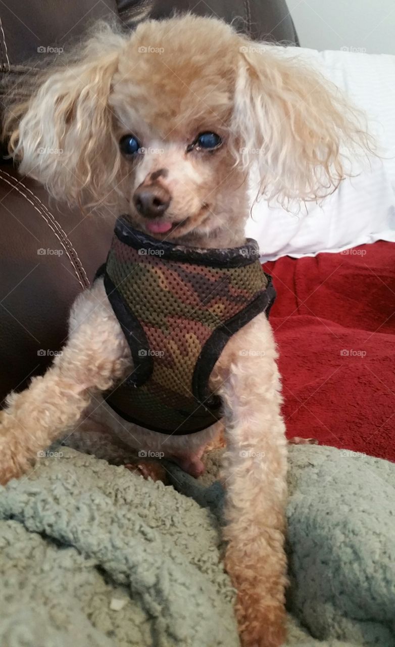 Poodle posing for pic