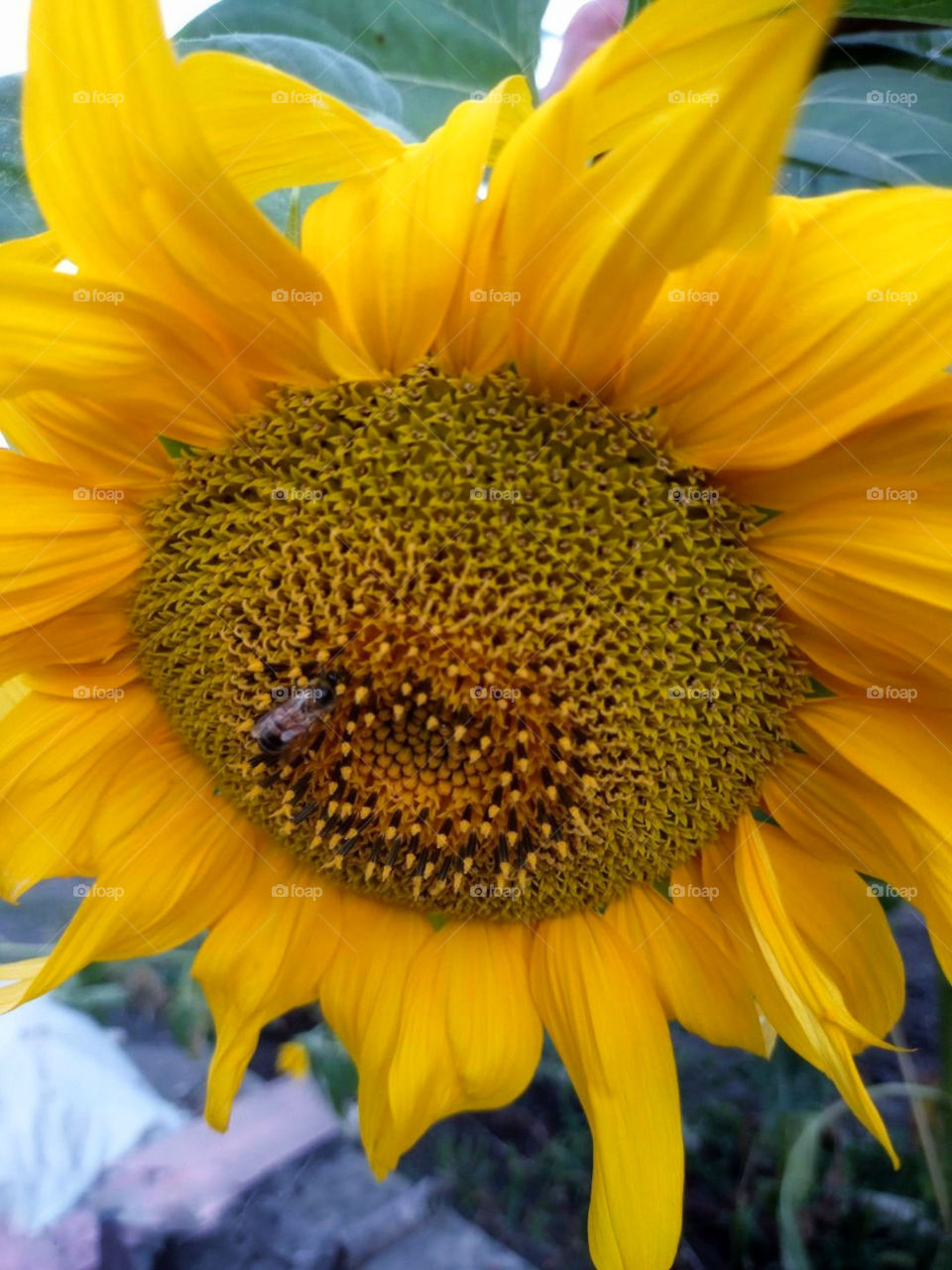 A bee collects pollen from a sunflower.