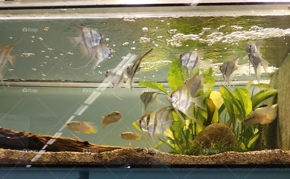 Aquarium