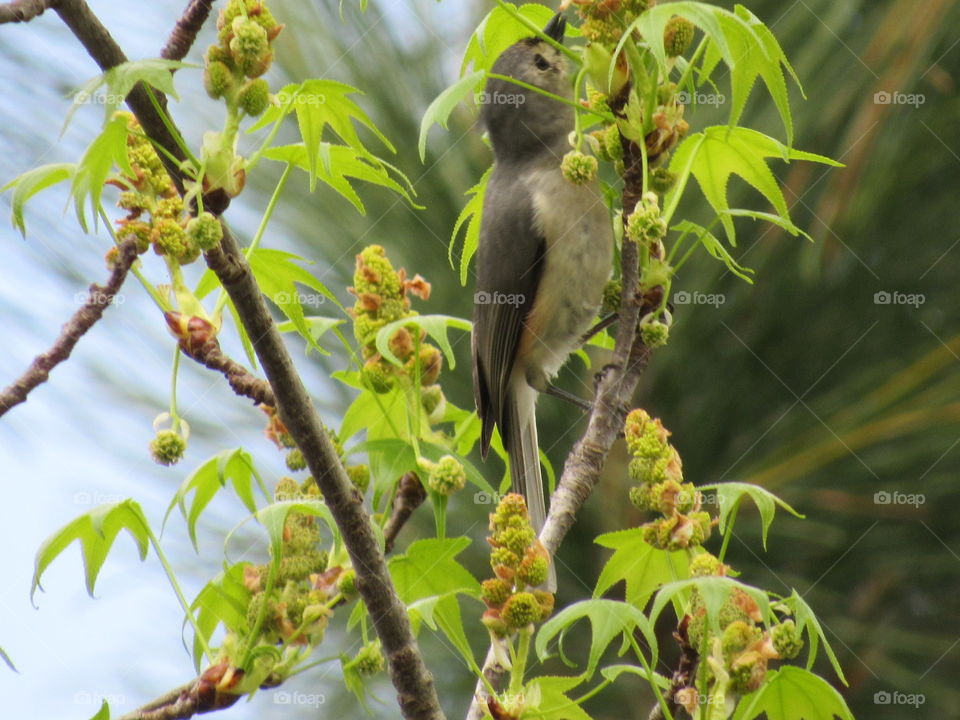 Nature, Wildlife, Outdoors, Bird, No Person