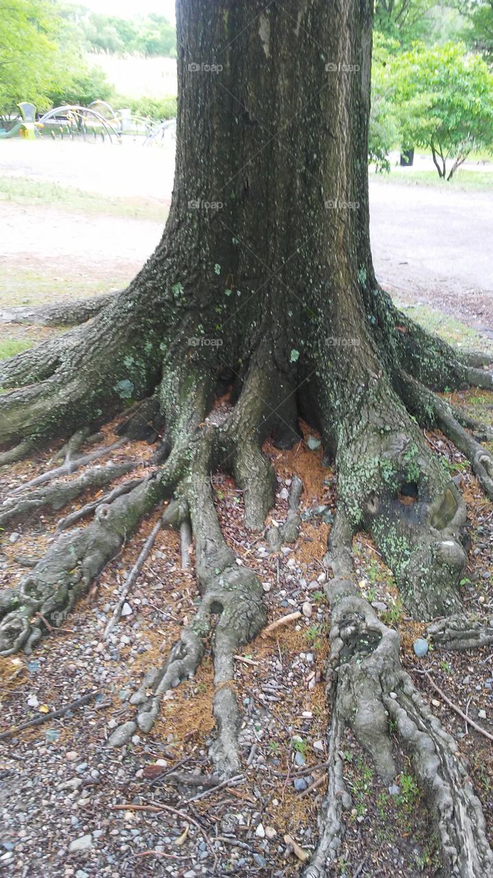 spring. trees. roots. energy.