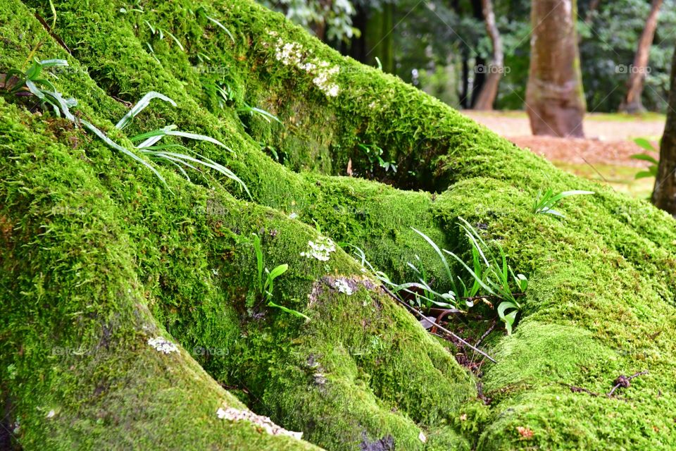 Tree moss roots