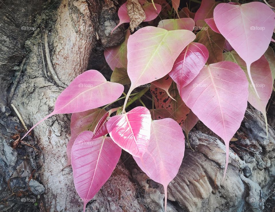 Heart-shaped leaves