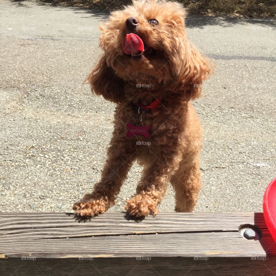 Poodle sticking out her tongue. At the park