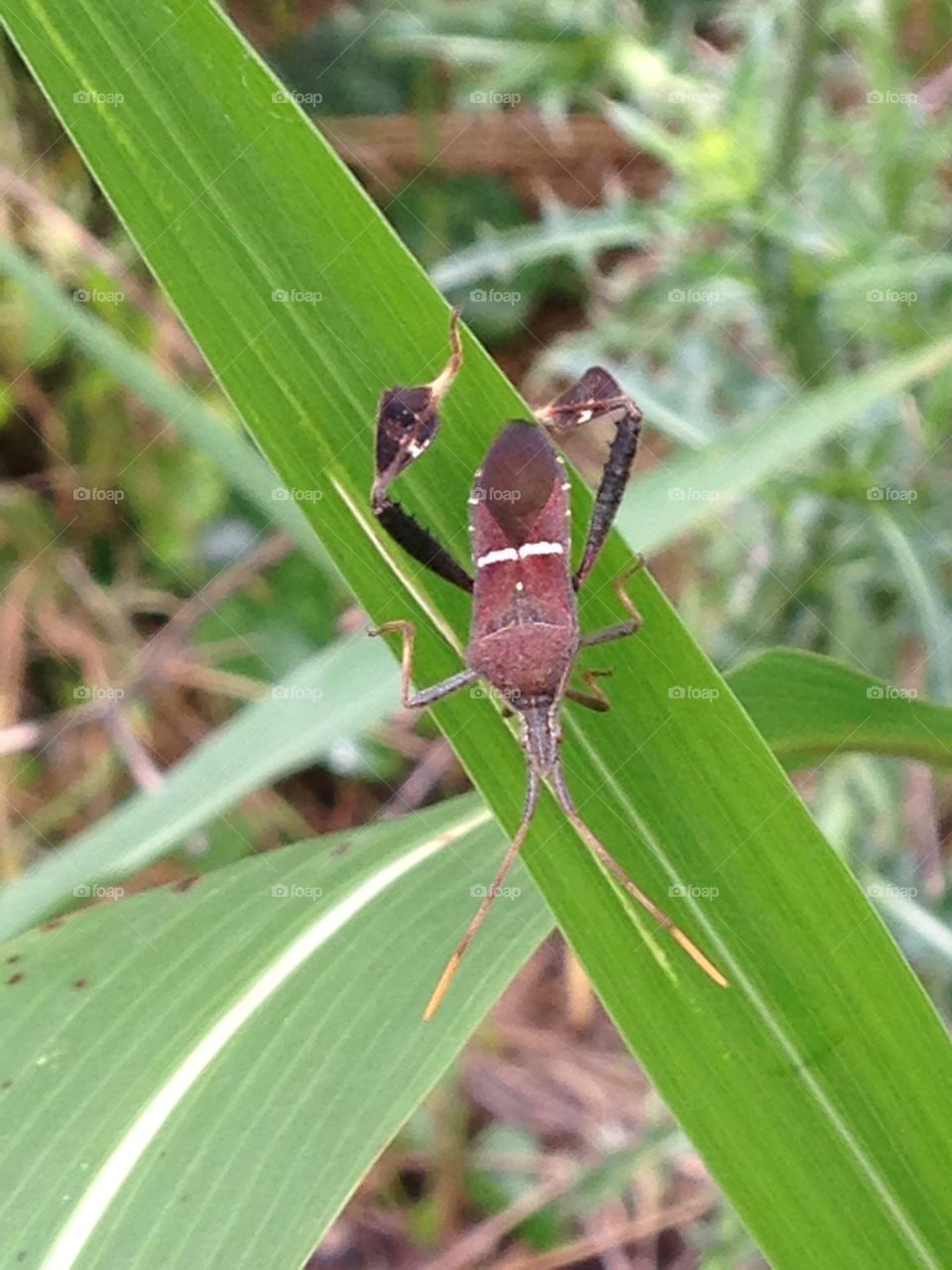 Eastern leaf-footed bug. Bug on a leaf