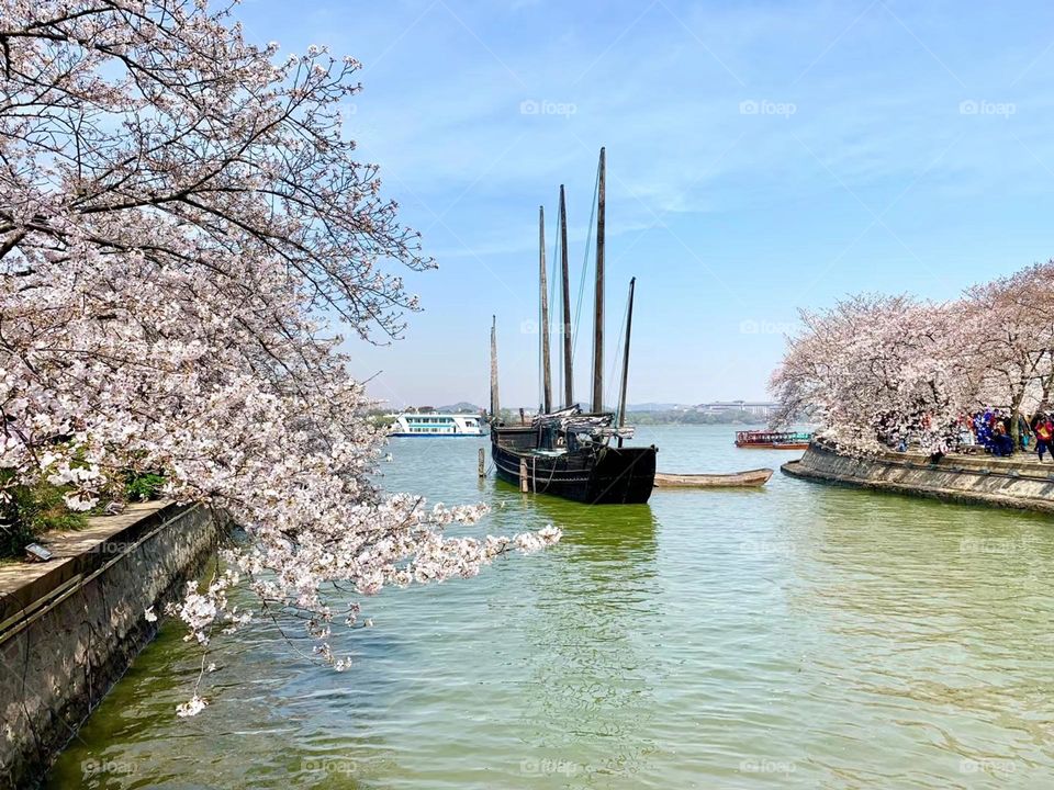 Spring blussom in Shanghai