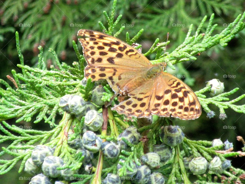 Silver-washed fritillary butterfly with the wing slightly damaged but at least could still manage to fly 🦋