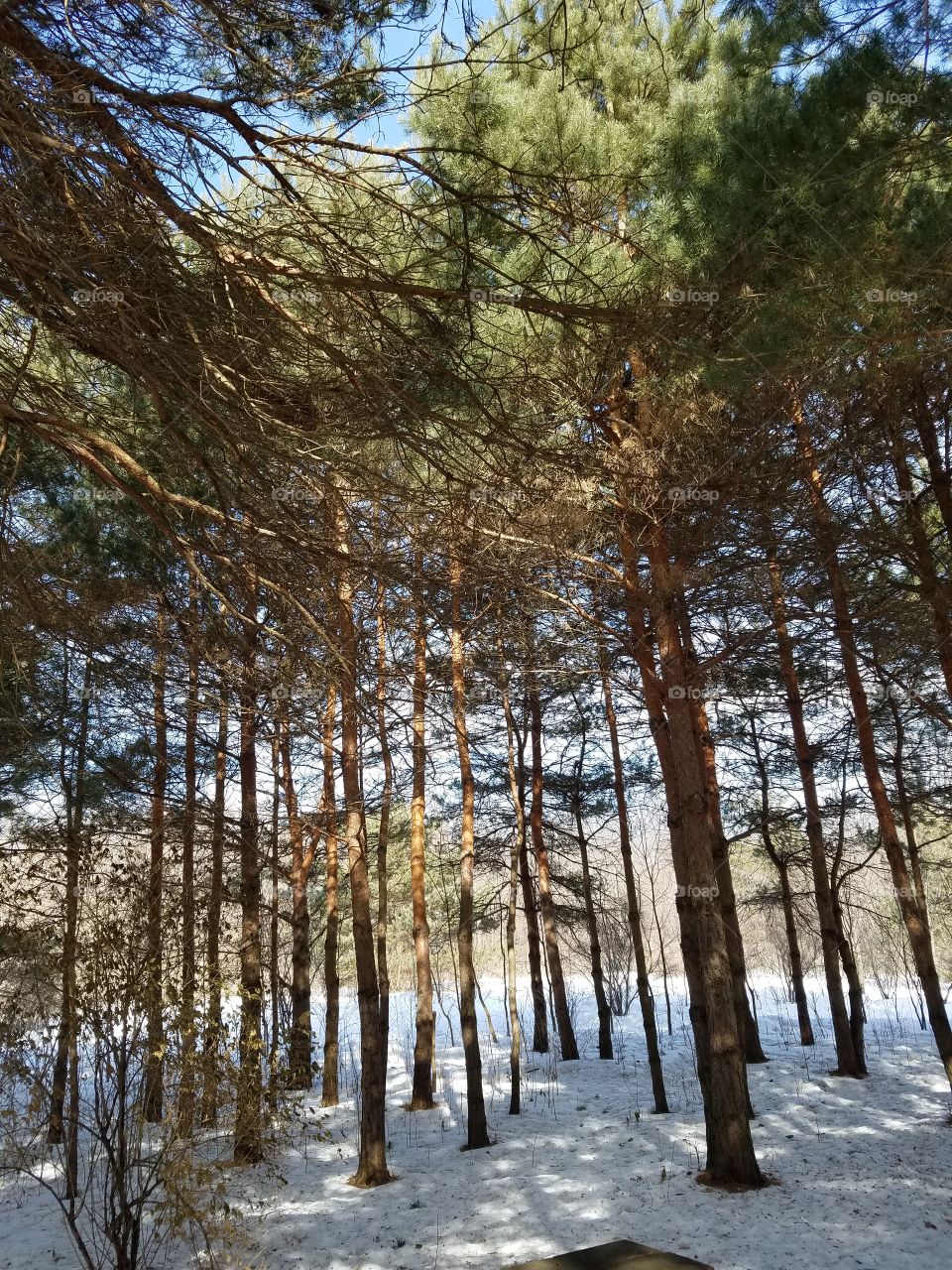 Shining through the woods