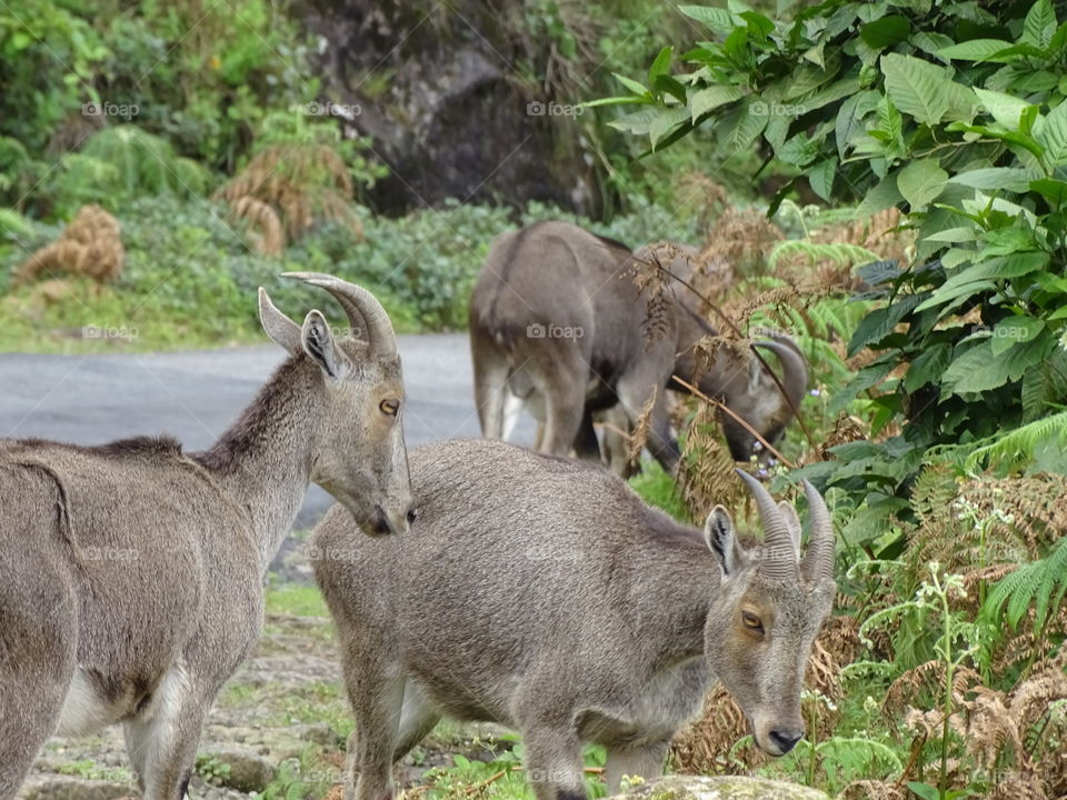 Nilgiri tahr