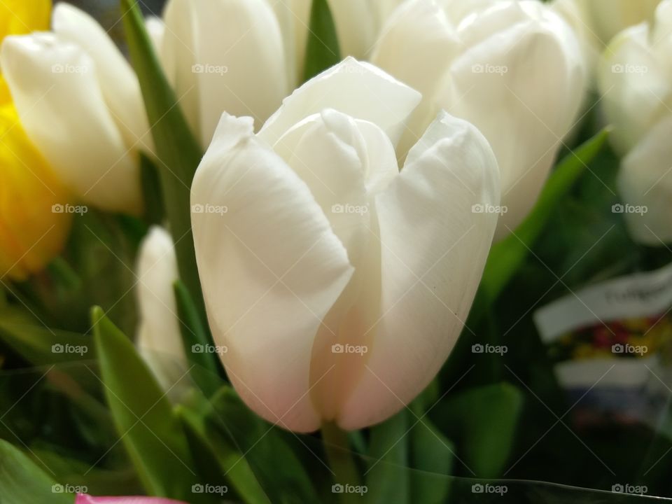 Tulip, No Person, Nature, Flower, Easter